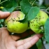 Top-7 najczęstszych chorób jabłoni (ze zdjęciem) i ich leczenia
